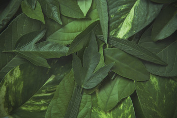 Creative nature green leaves for background.