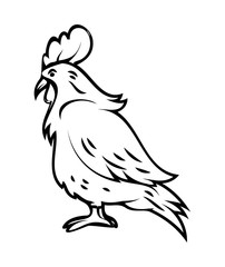 Fototapeta na wymiar Rooster Drawing Vector clipart