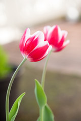 チューリップの花