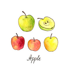watercolor drawing apples