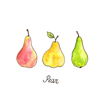 watercolor drawing pears