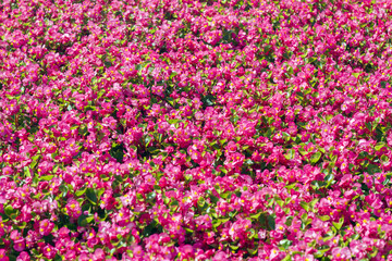 Obraz premium begonia