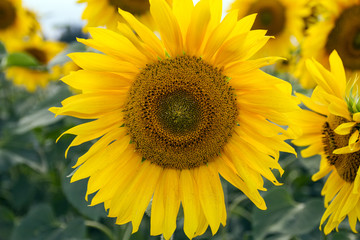 flowers sunflower