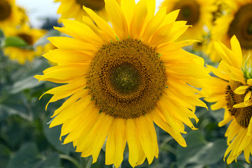 Fototapeta premium flowers sunflower