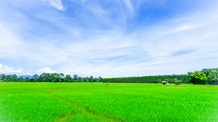 Landscape of grass field and green environment and vintage home use as natural background, backdrop, spring, summer, nature protection and ecology concepts