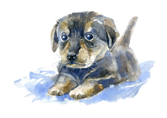 Dachshund puppy.Greeting card of a dog.House pet.Watercolor hand drawn illustration.White background.