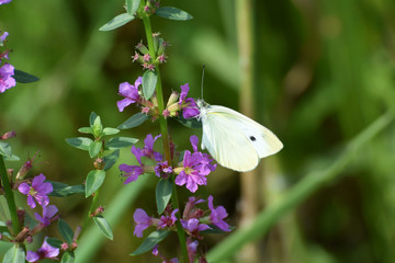 モンシロチョウ