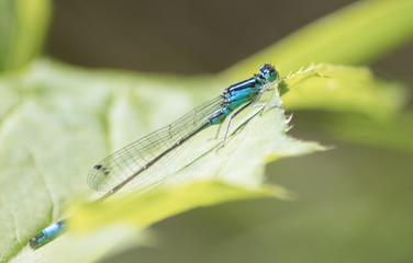 Blaue Libelle