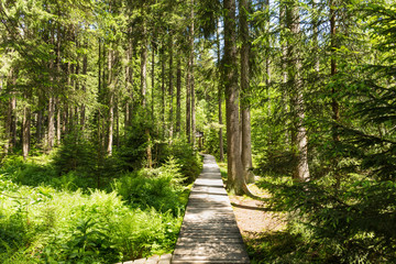 Narrow path lit by soft spring sunlight. Forest spring nature. Spring forest natural landscape with forest trees