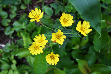 立山の高山植物