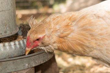 portrait of Eating hens near coop