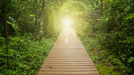 wooden walkway in jungle
