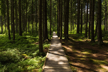 Obraz premium Narrow path lit by soft spring sunlight. Forest spring nature. Spring forest natural landscape with forest trees