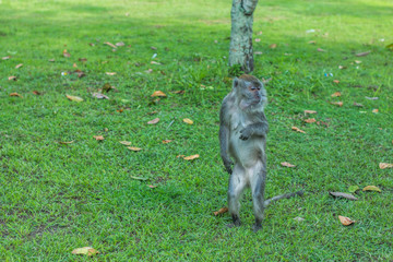 Standing Monkey