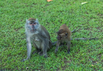 Monkeys and Son