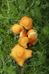 Braune Pilze auf einer Wiese