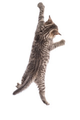 Funny cat hanging on white background