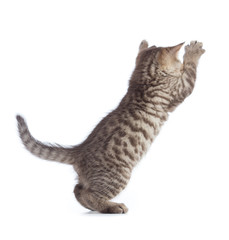 Naklejka premium skaczący kot widok z tyłu na białym tle