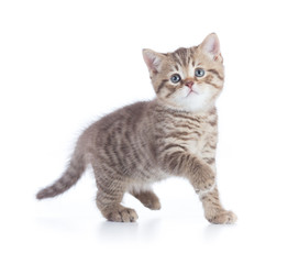 Fototapeta na wymiar Funny kitten cat standing front view