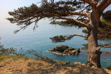 Fototapeta na wymiar Pine tree on the seashore. Gamow Peninsula, Primorye, Russia