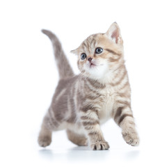 Young funny cat walking front view isolated