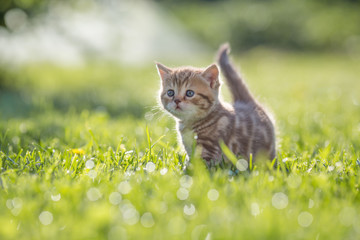 Funny cat standing in green grass