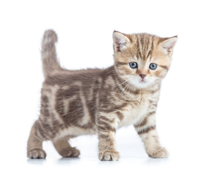 Young cat side view. Walking tabby kitten isolated.