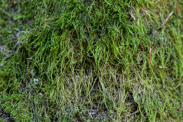 Green moss on a tree