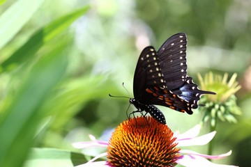 Butterfly on cone flower