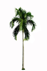 Palm plant tree on white background