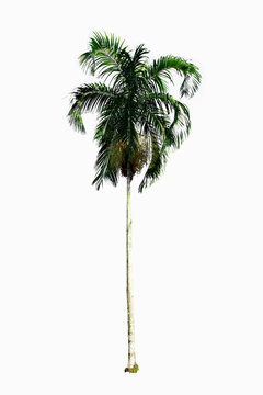 Palm plant tree on white background