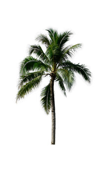 Palm plant tree or coconut tree on white isolate background