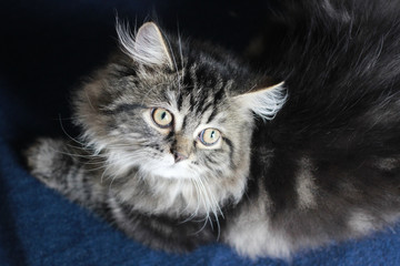 Gray persian cat look up at camera.