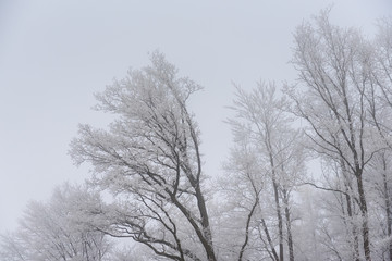 Fototapeta na wymiar foggy winter landscape - frosty trees in snowy forest
