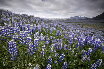 Fototapeta premium Lupine Field. Iceland