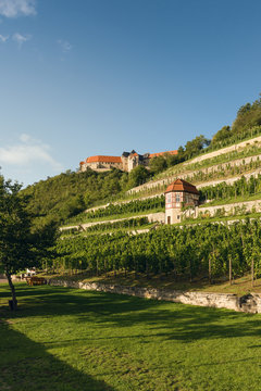 Weinberg und Weinberghaus im Saale-Unstrut-Gebiet mit Schloss Neuenburg im Hintergrund