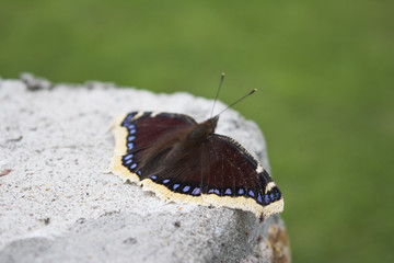 mourning cloak