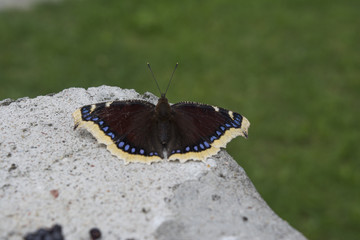 mourning cloak
