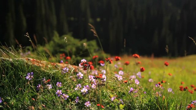 Wild flowers in the mountains in the counter light