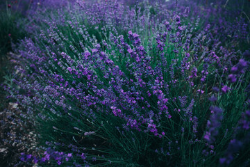 Lavender in the field.