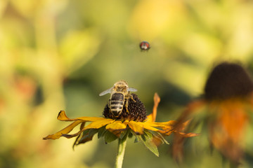 insects