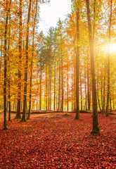 Fototapeta premium Amazing golden autumn colors in the forest path track. Autumn Collection