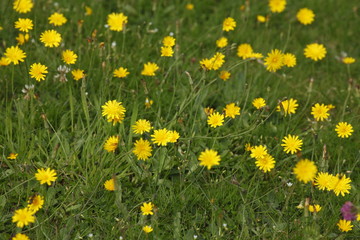 Blumenwiese mit gelben Sommerblumen