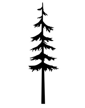 Conifer fir tree black silhouette. Vector isolated silhouette of a coniferous tree. Can be used in design, illustration, tattoo.