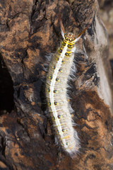 close up of caterpillar