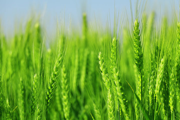 green wheat field