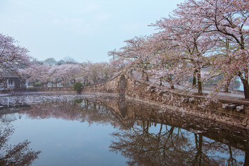 cherry blossom with lake and bridge in Yuantouzhu