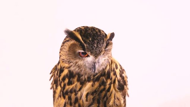 european eagle owl isolated on white background