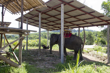 Elefant unter einem Schattenplatz