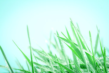 fresh green grass with droplets after the rain background